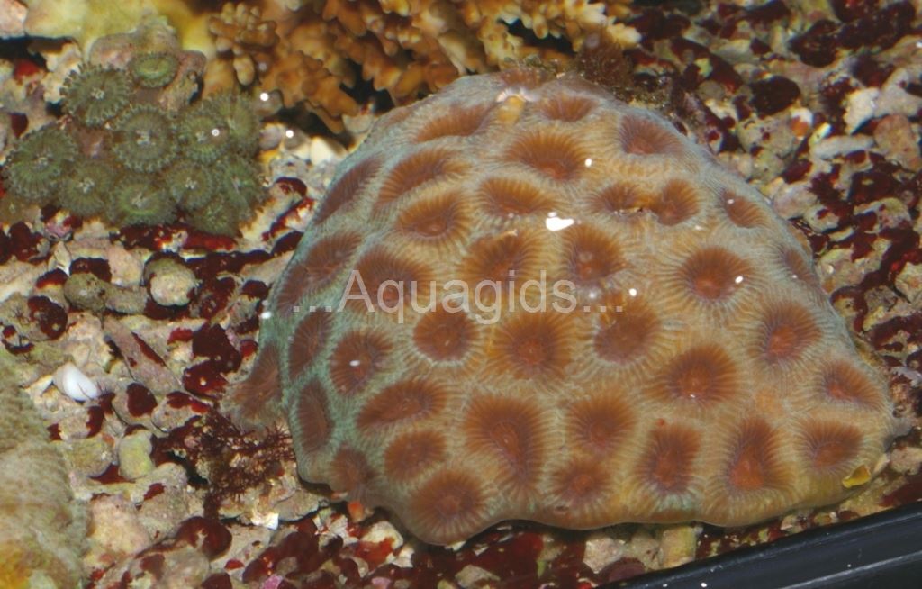 Favit pentagona bicolor
