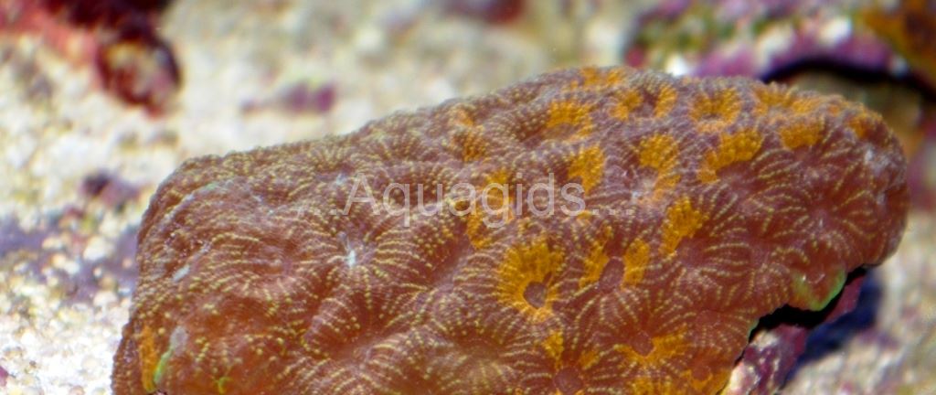 Favit pentagona bicolor